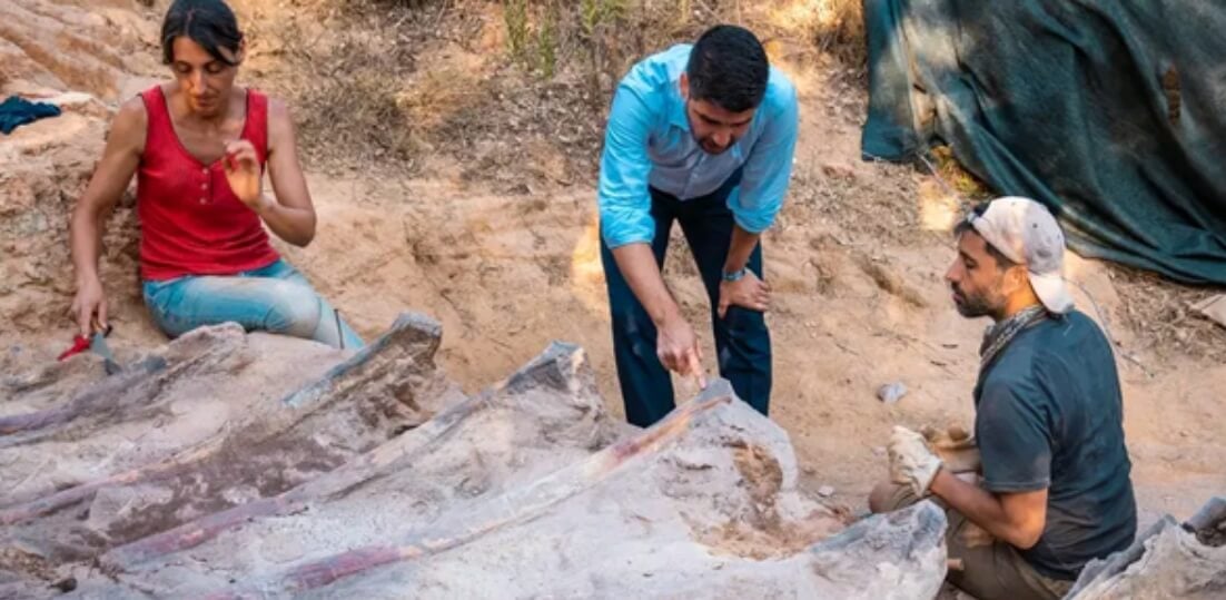 В Португалии найден скелет динозавра ростом с высотное здание. Раскопки динозавра в Португалии. Фото.