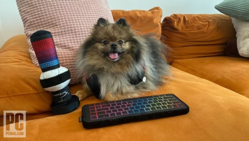 HyperX представила клавиатуру, гарнитуру и микрофон для собак