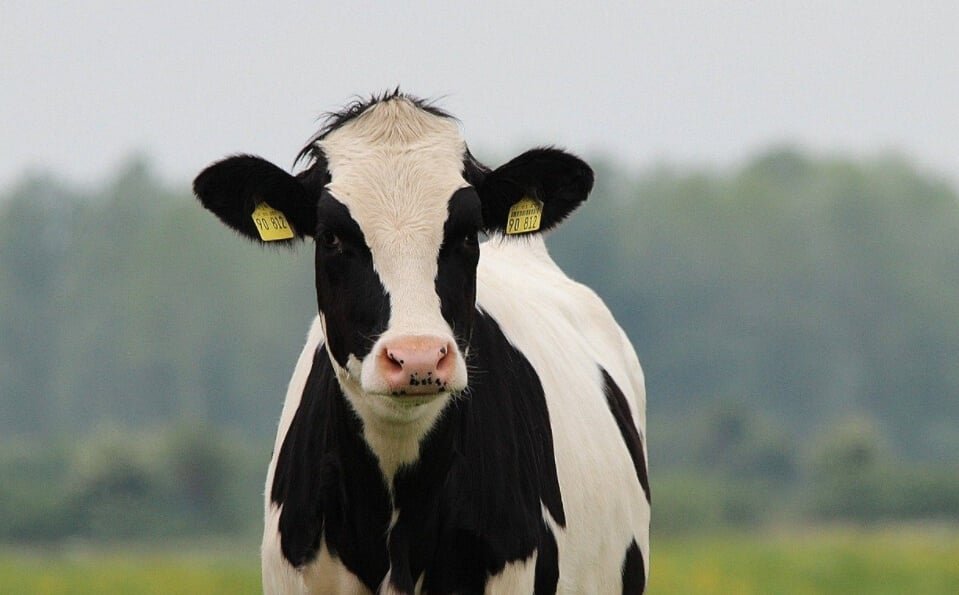 Безопасно ли есть мясо генно-модифицированных животных? Корова голштинской породы. Фото.